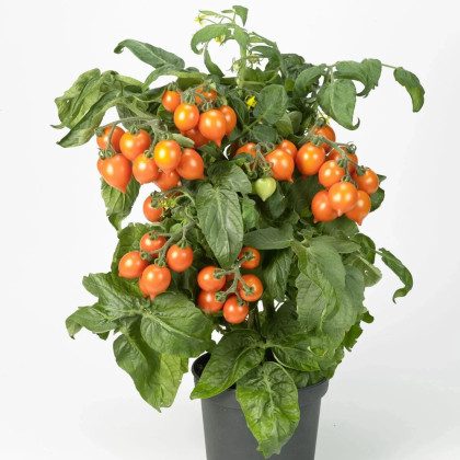 Paradajka Evita Compact F1 Orange - Solanum lycopersicum - predaj semien - 6 ks