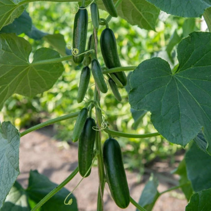 BIO Uhorka Kaikura F1 - Cucumis sativus - predaj bio semien - 5 ks