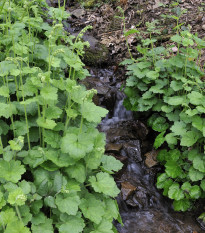 Mitrovka veľkokvetá - Tellima grandiflora - semiačka - 0,02 g