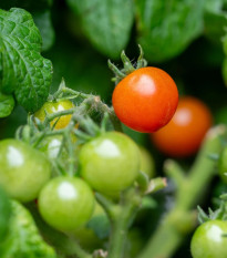 Paradajka kríčková Microberry - Solanum lycopersicum - predaj semien - 6 ks