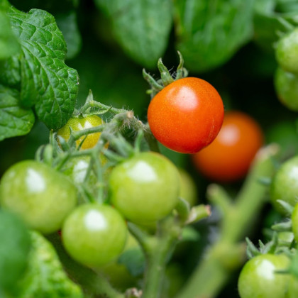 Paradajka kríčková Microberry - Solanum lycopersicum - predaj semien - 6 ks