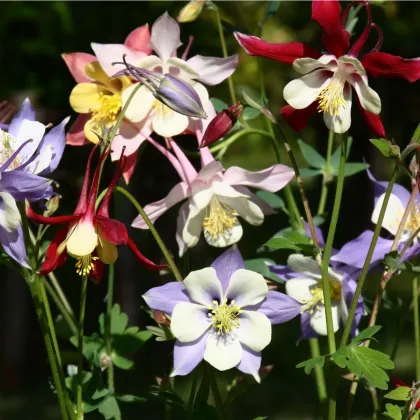 Orlíček veľkokvetý - zmes farieb - Aquilegia caerulea - semiačka - 250 ks