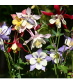 Orlíček veľkokvetý - zmes farieb - Aquilegia caerulea - semiačka - 250 ks