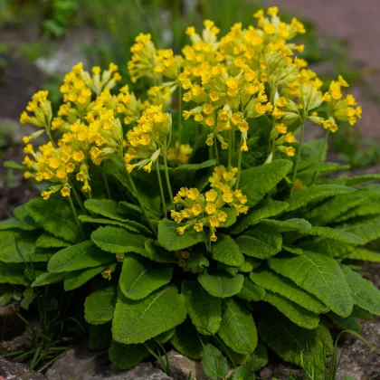 Prvosienka jarná - Primula veris - semiačka - 50 ks