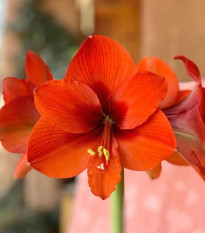 Zornica Naranja - Hippeastrum - predaj cibuľovín - 1 ks