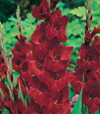 Gladiola Oscar - Gladiolus - predaj cibuľovín - 3 ks