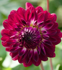 Georgína Osirium - Dahlia - predaj cibuľovín - 1 ks