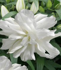 Ľalia Lotus Ice - Lilium - predaj cibuľovín - 1 ks
