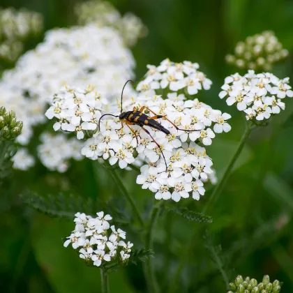 Rebríček obyčajný biely - Achillea millefolium - semiačka - 500 ks