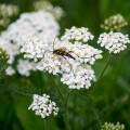 Rebríček obyčajný biely - Achillea millefolium - semiačka - 500 ks