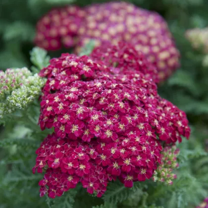 Rebríček obyčajný Cerise Queen - Achillea millefolium -semiačka - 500 ks