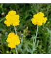 Rebríček túžobníkový Parkers žltý - Achillea filipendulina - semiačka - 900 ks