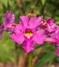 Dvojostica ružová - Incarvillea delavayi - predaj cibuľovín - 1 ks