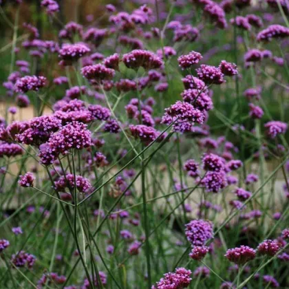 Železník argentínsky - Verbena bonariensis - semiačka - 200 ks