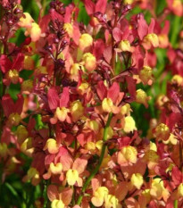 Lnica marocká Licilia Peach - Linaria maroccana - predaj semien - 30 ks