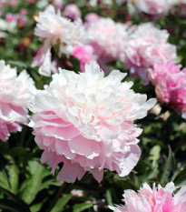 Pivónia Amabilis - Paeonia lactiflora - predaj cibuľovín - 1 ks