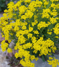 Tarica - Alyssum saxatile - semiačka - 150 ks