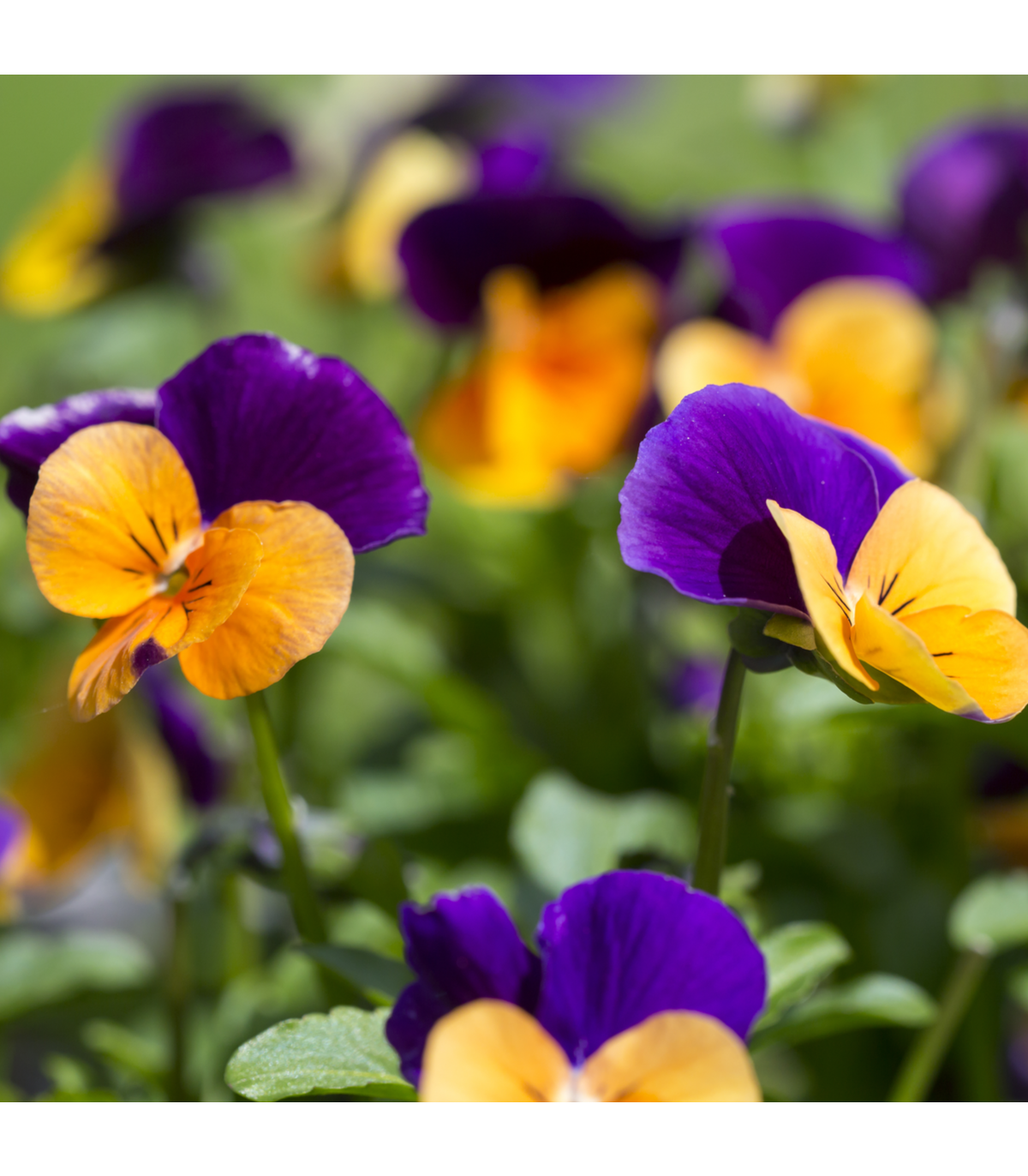 Fialka rohatá zmes farieb - Viola cornuta - semiačka - 300 ks