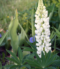 Lupina - vlčí bôb biely - Lupinus polyphyllus - semiačka - 5 ks