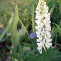 Lupina - vlčí bôb biely - Lupinus polyphyllus - semiačka - 5 ks