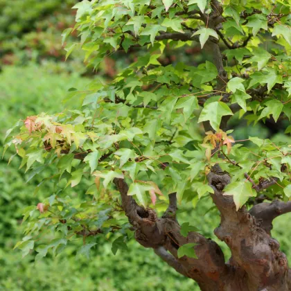 Javor Bürgerov - bonsai Acer buergeranum - semená javora - 5 ks