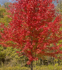 Javor červený - Acer rubrum - semená javora - 5 ks