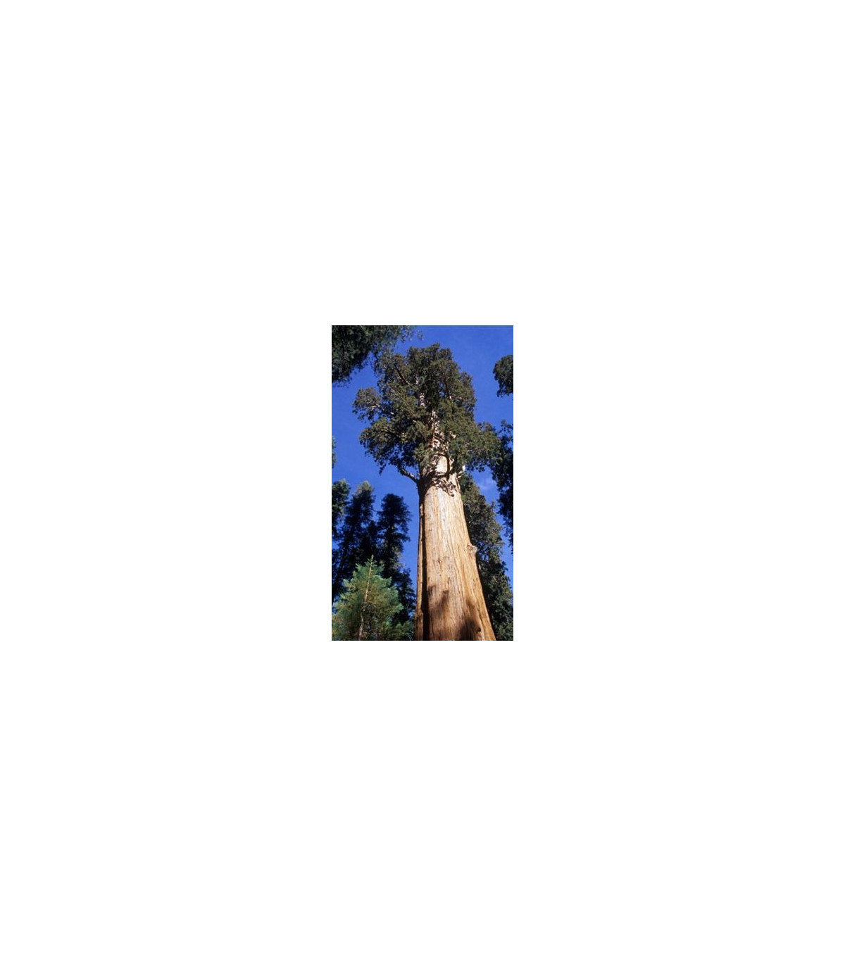 Sekvojovec obrovský - Sequioia giganteum - semiačka - 3 ks