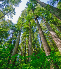 Sekvojovec vždyzelený - Sequoia sempervirens - semená - 3 ks