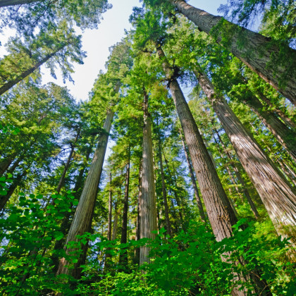 Sekvojovec vždyzelený - Sequoia sempervirens - semená - 3 ks