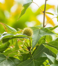 Ambróz západný - Liquidambar formosana - semiačka - 10 ks