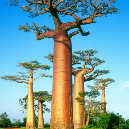 Baobab grandidieri - Adansonia grandidieri - semená - 2 ks