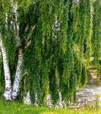 Breza previsnutá - Betula pendula - semená - 15 ks