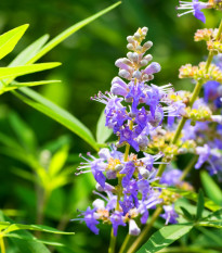 Vitex jahňací - Vitex agnus-castus - semiačka - 9 ks