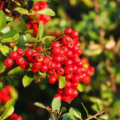 Hlohyňa šarlátová - Pyracantha coccinea - semiačka - 5 ks