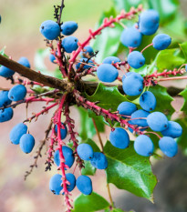 Mahónia cezmínolistá - Mahonia aquifolium - semiačka - 5 ks