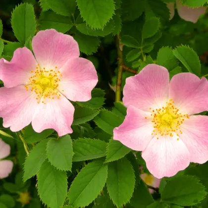 Ruža šípová - Rosa canina - semiačka - 5 ks