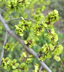 Turkestánský brest - Živý plot - Ulmus pumila - semiačka - 10 ks