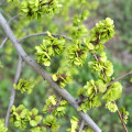 Turkestánský brest - Živý plot - Ulmus pumila - semiačka - 10 ks