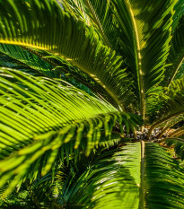 Cykas celolistý - Cykas Zamia floridana - semiačka - 2 ks