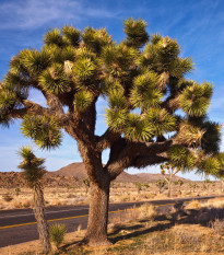 Joshua tree - Juka krátkolistá - Yucca brevifolia - semiačka - 6 ks