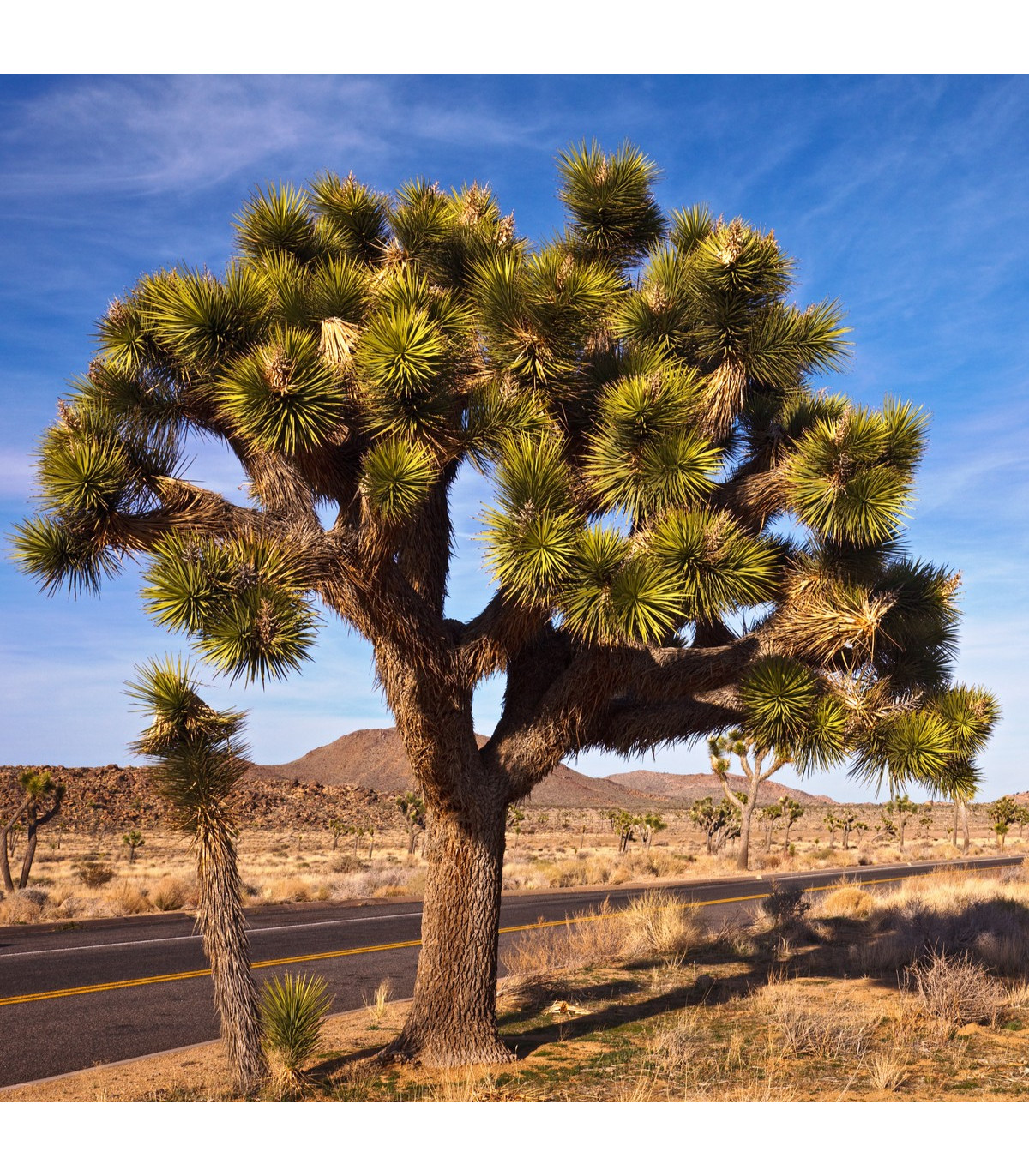 Joshua tree - Juka krátkolistá - Yucca brevifolia - semiačka - 6 ks