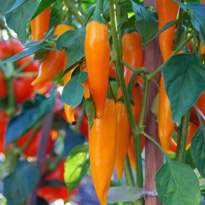 Chilli Bulharská mrkva - Capsicum annuum - predaj semien - 6 ks