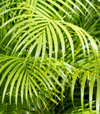 Palma madagaskarská - Dypsis madagascariensis - semiačka - 3 ks