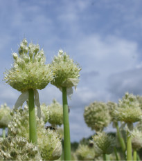 Cibuľa zimná - Allium fistulosum - semiačka - 120 ks