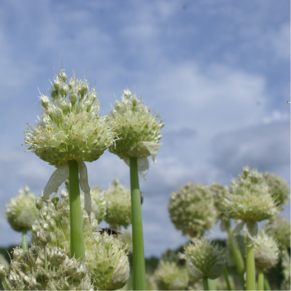 Cibuľa zimná - Allium fistulosum - semiačka - 120 ks