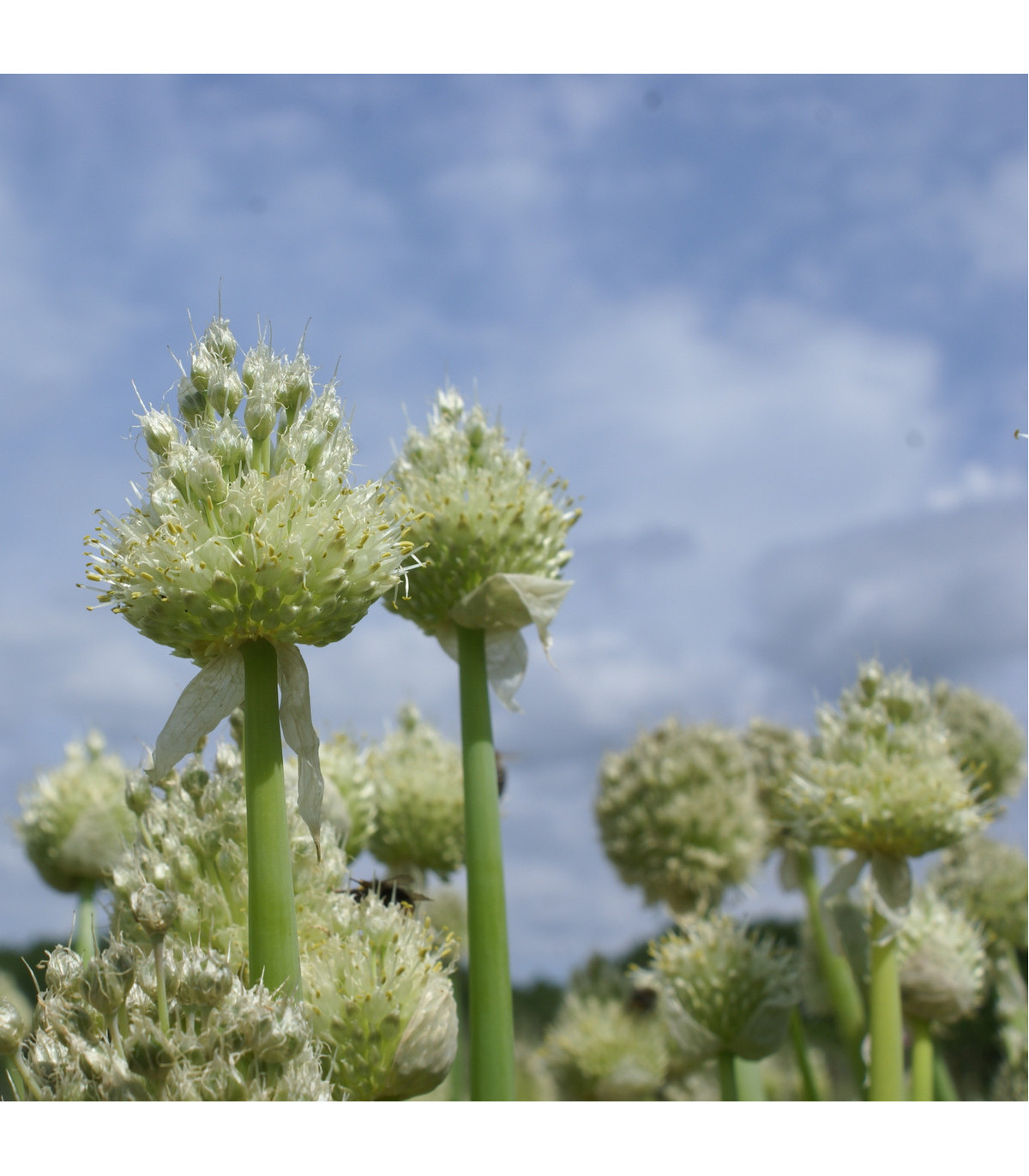 Cibuľa zimná - Allium fistulosum - semiačka - 120 ks