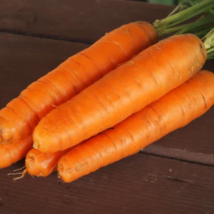 Mrkva Karotina - Daucus carota - semiačka - 900 ks