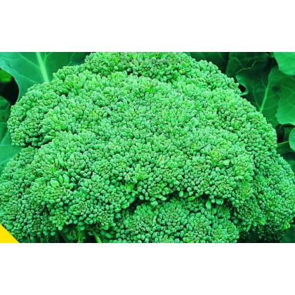 Brokolica Calabrese - Brassica oleracea L. - semiačka - 0,9 gr