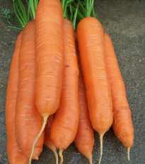 Mrkva neskorá Cidera - Daucus carota - semiačka - 800 ks