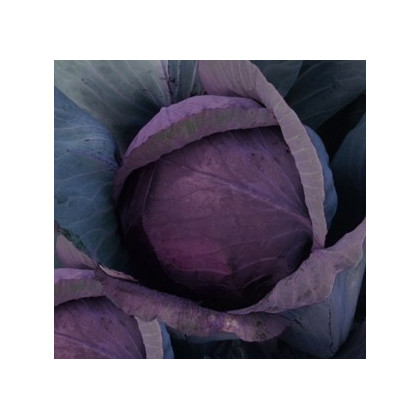 Kapusta hlávková červenočiera - Brassica oleracea - semiačka - 0,5 g